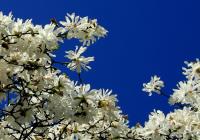 Visite guidée “ L’éveil des Magnolias”