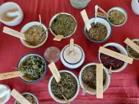 Workshop Plantengeheimen & Toverzout