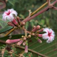 IX International Rubiaceae and Gentianales Conference