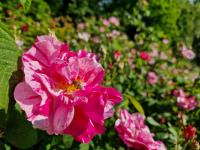 Rondleiding: 'Rozen voor groentjes'