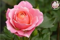 Rozenfestival: maak je persoonlijke rozenparfum 

